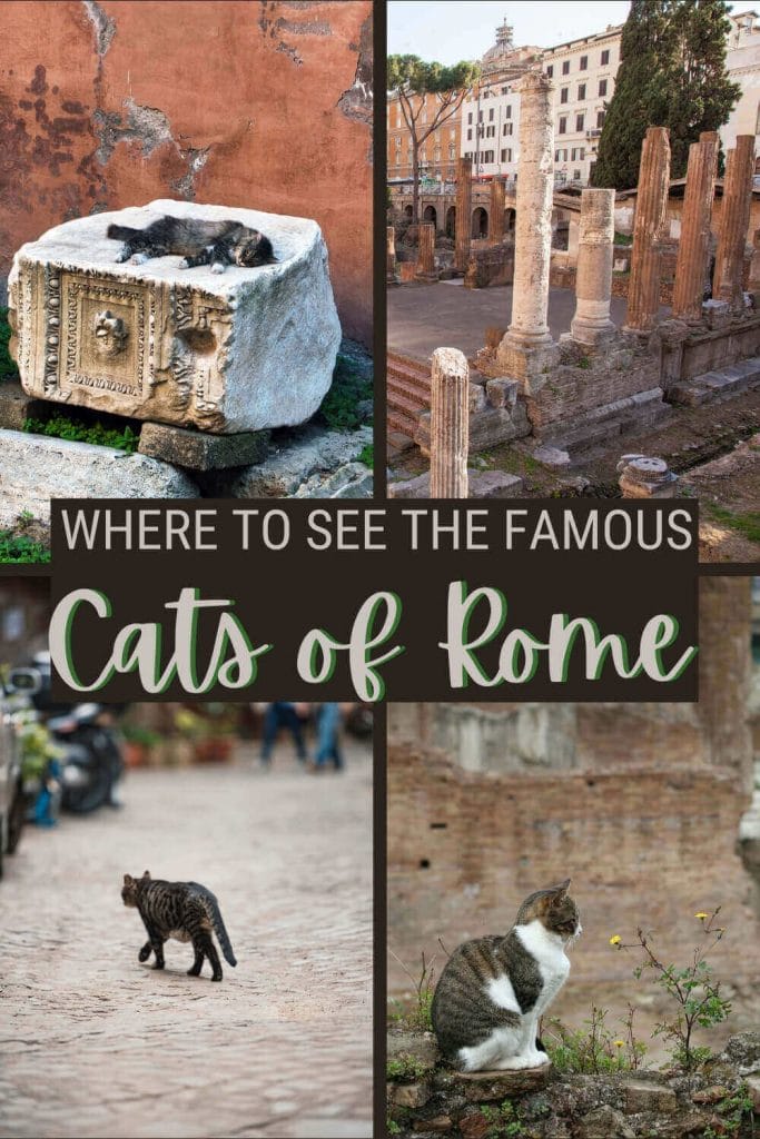 Read about the cats of Rome - via @strictlyrome