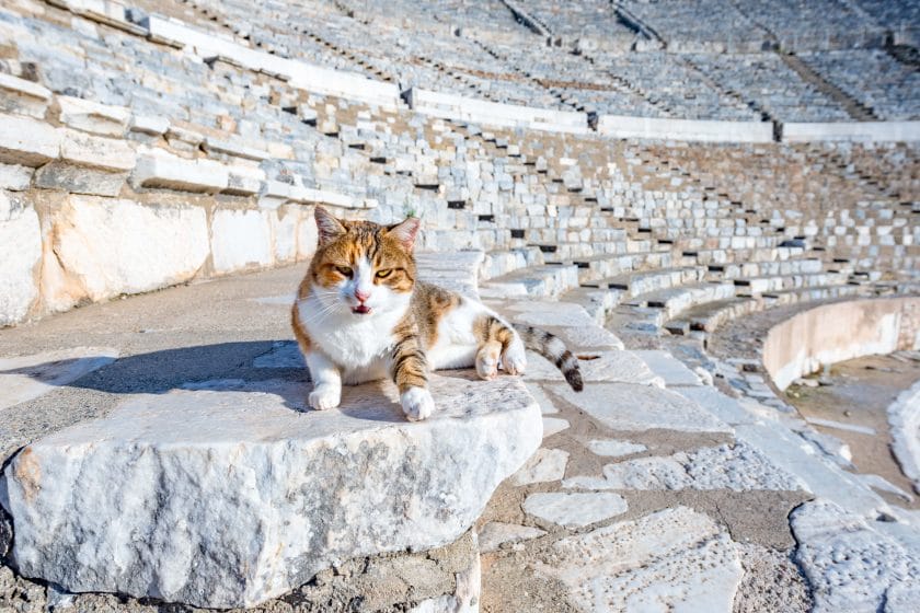 cats of Rome