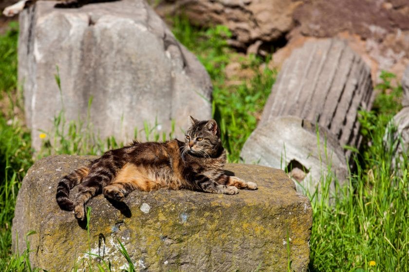 cats of Rome